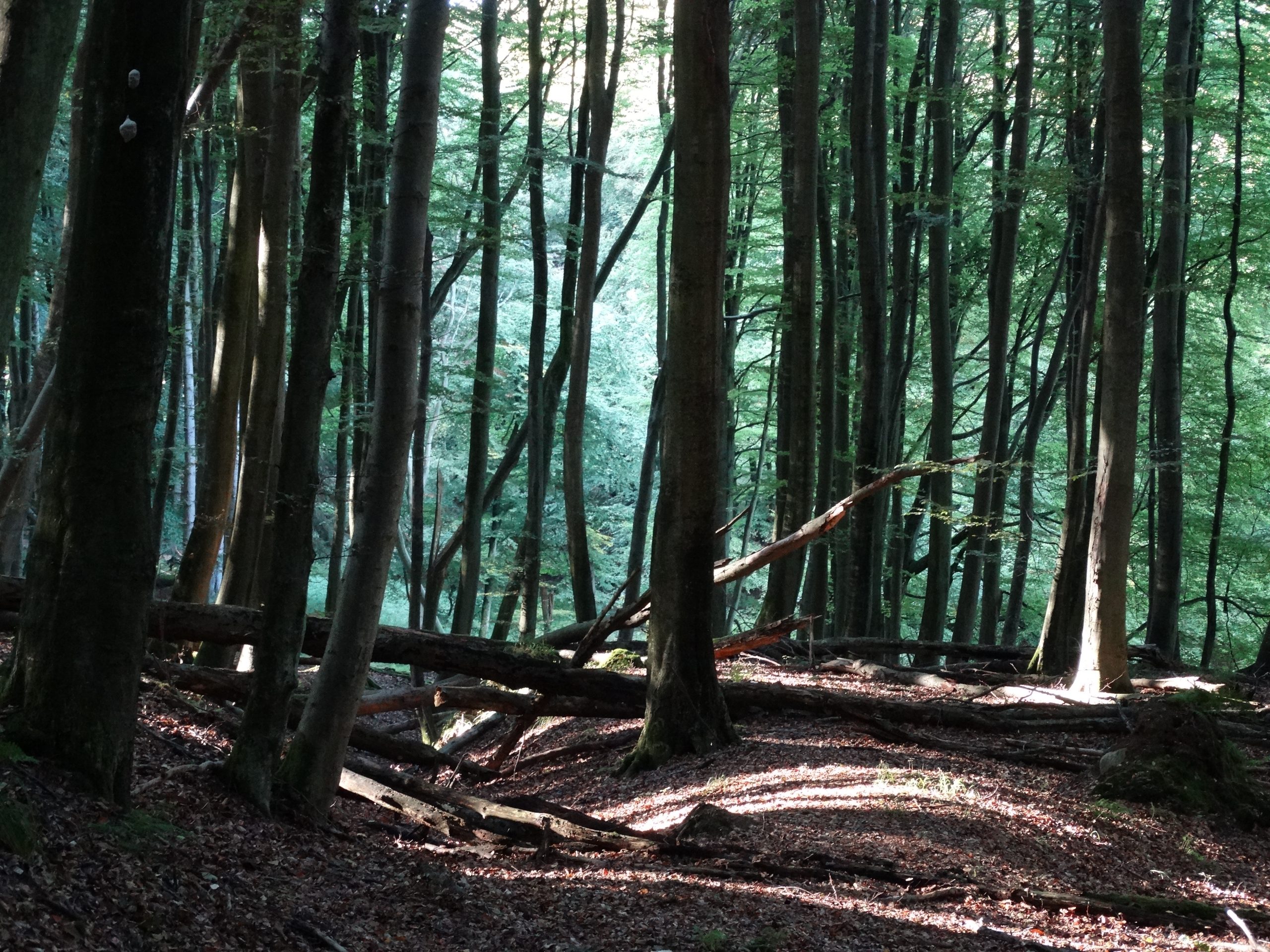 Panorama Hotel, Lohme